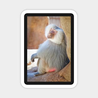 Portrait of a Baboon Magnet