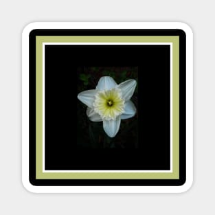 White Daffodil Magnet