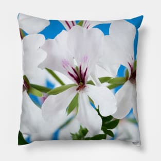 Ivy-leaved Pelargonium Pillow