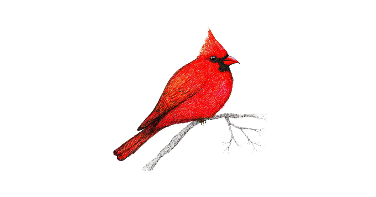 Northern cardinal pen drawing Bird TShirt TeePublic