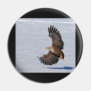 White tailed eagle with beautiful wings Pin