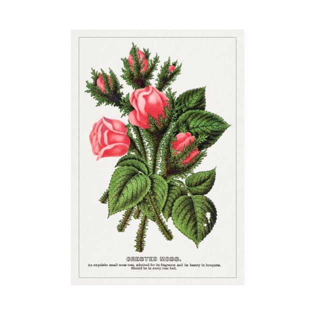 Pink roses, Crested Moss Lithograph (1900) by WAITE-SMITH VINTAGE ART