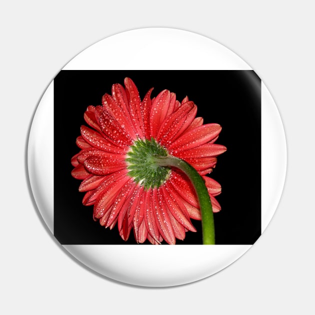 Red Gerbera Daisy Pin by ikshvaku