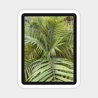 Palm Leaves Magnet