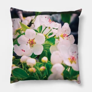 Spring blossoms Pillow