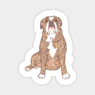 Brindle Bulldog Magnet