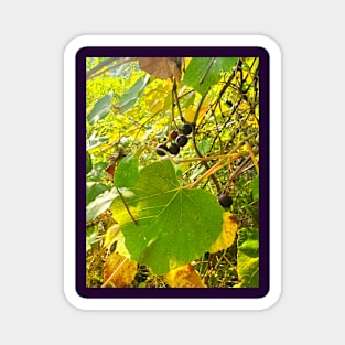 Wild Grapes Magnet