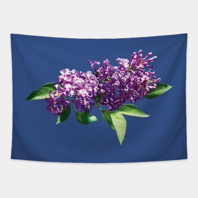 Lilacs - Lilacs in Sunshine Tapestry by SusanSavad