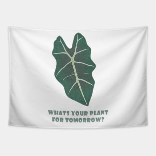 What is your plant for tomorrow? Tapestry