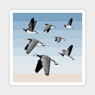 Barnacle goose flock Magnet