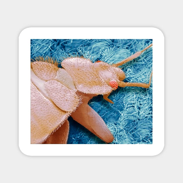 Bedbug, SEM (C013/2292) Magnet by SciencePhoto