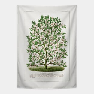 Hardy Magnolia tree lithograph (1900) Tapestry