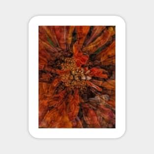 zinnia flower bloom in orange and gold coloured Magnet