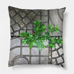 Culantro herb grass on the pavement background Pillow