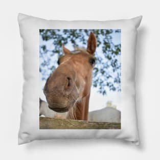 TB COLT Pillow