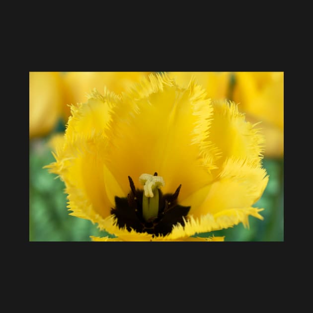 Tulipa 'Crystal Star' Fringed Tulip by chrisburrows