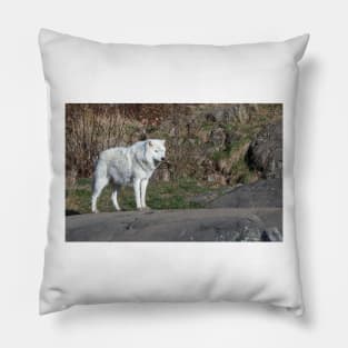 A lone Arctic Wolf Pillow