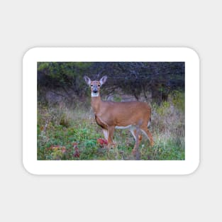 Doe Queen - White-tailed deer Magnet