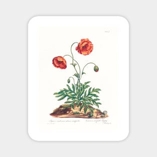 Common poppy - Botanical Illustration Magnet