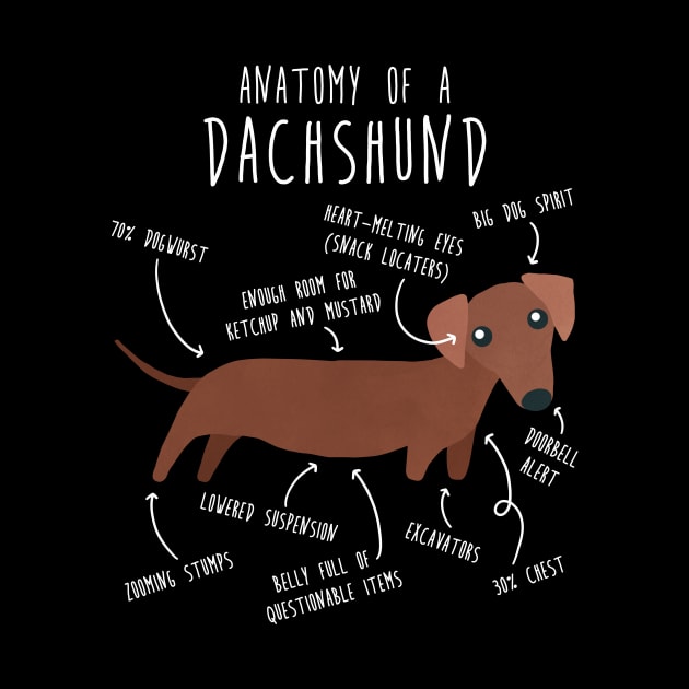 Red Dachshund Dog Anatomy by Psitta
