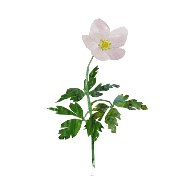 Wood anemone by Babban Gaelg