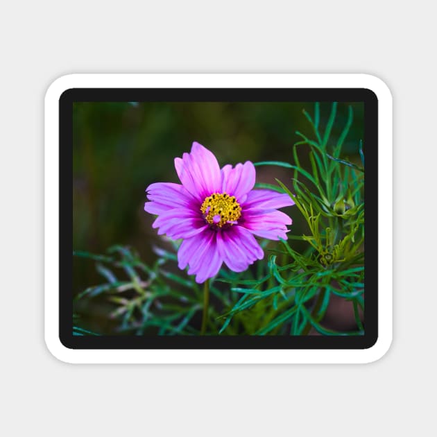 Daisy Marguerite Macro - Magenta Flower With Dark Green Foliage Magnet by Harmony-Mind