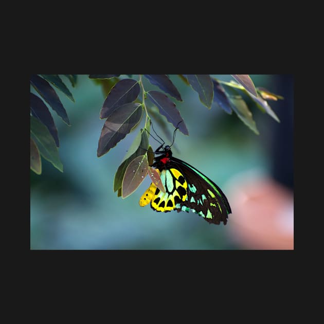 Cairns Birdwing With Eggs by GP1746