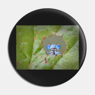 Common Blue Damselfly Looking through a Hole in a Leaf Pin