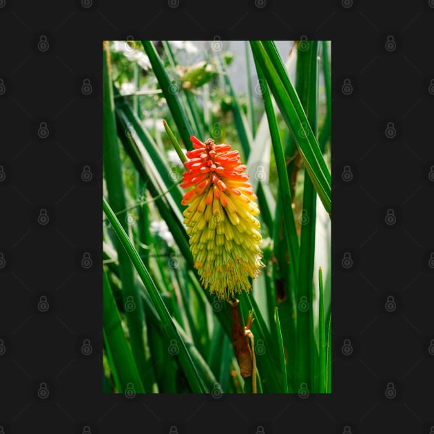 Red Hot Poker Flower by jojobob