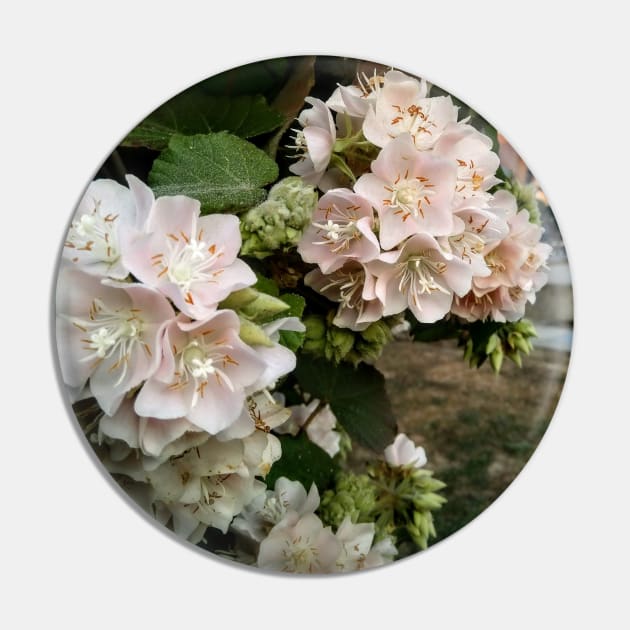 Dombeya plant Pin by BluePeaches