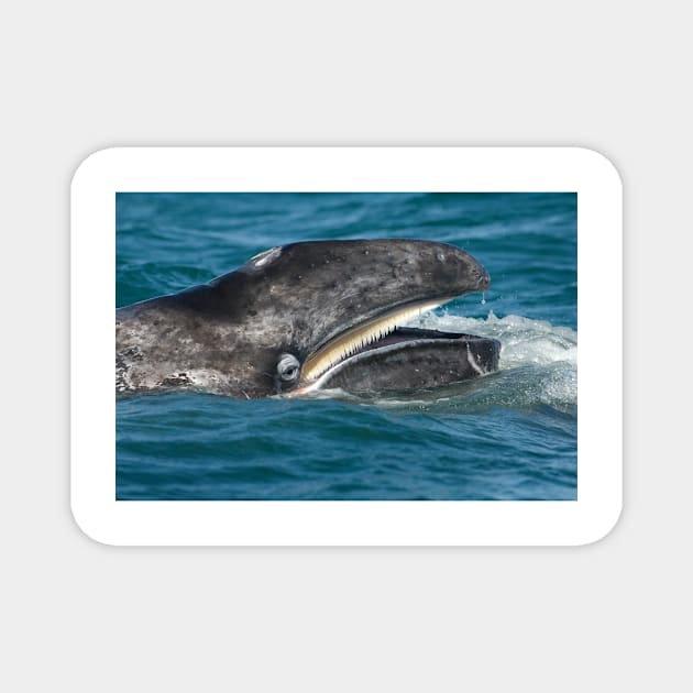 Grey whale (C007/3010) Magnet by SciencePhoto