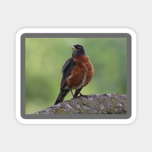 A Puffy Robin Magnet