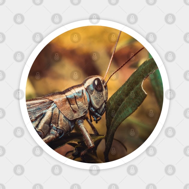 Autumn Grasshopper Macro Photograph Circle Crop Magnet by love-fi