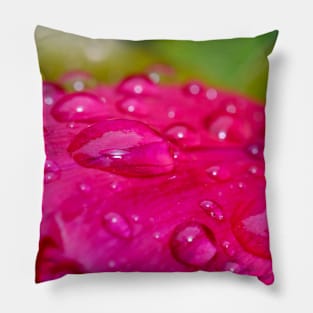 Raindrops on Petals. Flower Photography Pillow