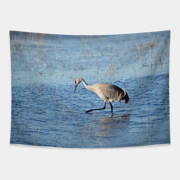 Sandhill Crane Wading thru Malheur NWR Tapestry by DeniseBruchmanPhotography