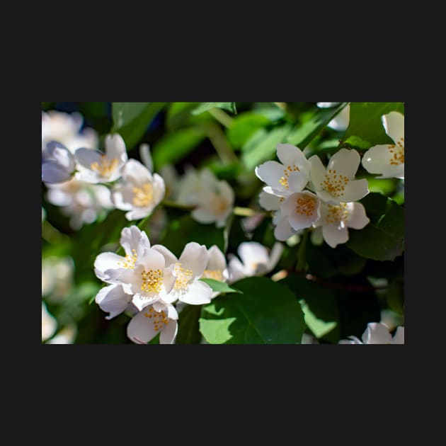 Sweet mock-orange (Philadelphus coronarius) flowers by lena-maximova