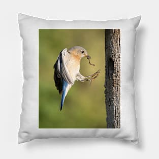 Female Eastern Bluebird returning to Nest Pillow