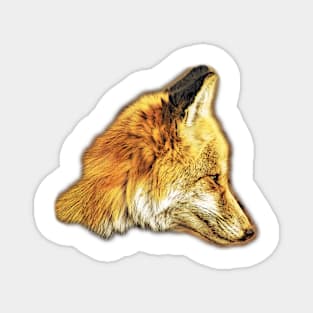 Orange Fox Magnet