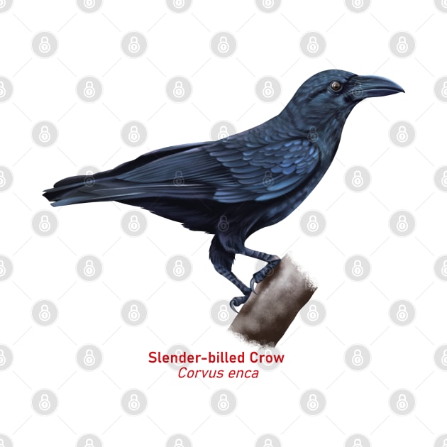 Slender-billed Crow | Corvus enca by bona 