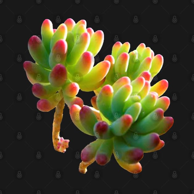 sedum pachyphyllum by NerdsbyLeo