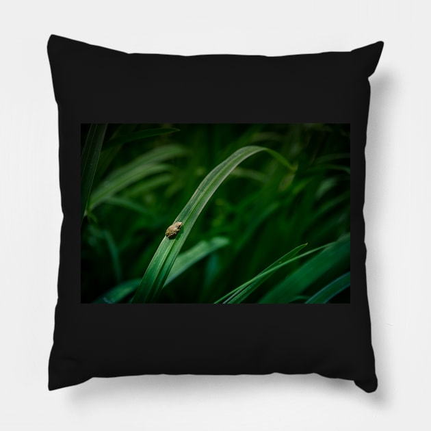 Little Frog on Lily Leaf Pillow by Amy-K-Mitchell