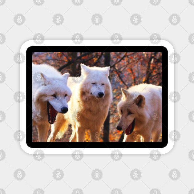 Wolves Meme Wolves Meme Magnet Teepublic Au