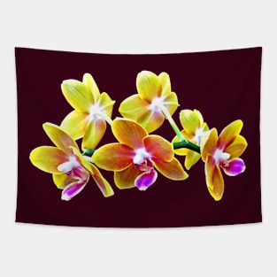 Orchid - Phalaenopsis Orchid Taida Pride Cupid Tapestry