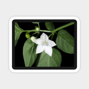 White hot pepper flower (Capsicum annuum cultivar) close-up Magnet