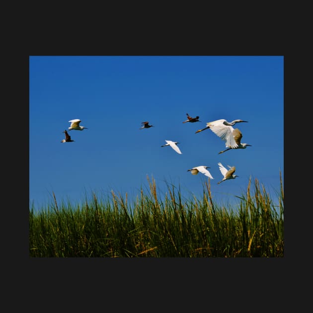 Fly Away - Coastal Wildlife by BeachBumPics