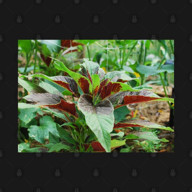 Amaranthus Tricolor by jojobob