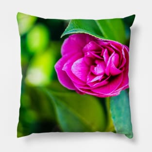 Beautiful Pink Rose in Bloom Pillow