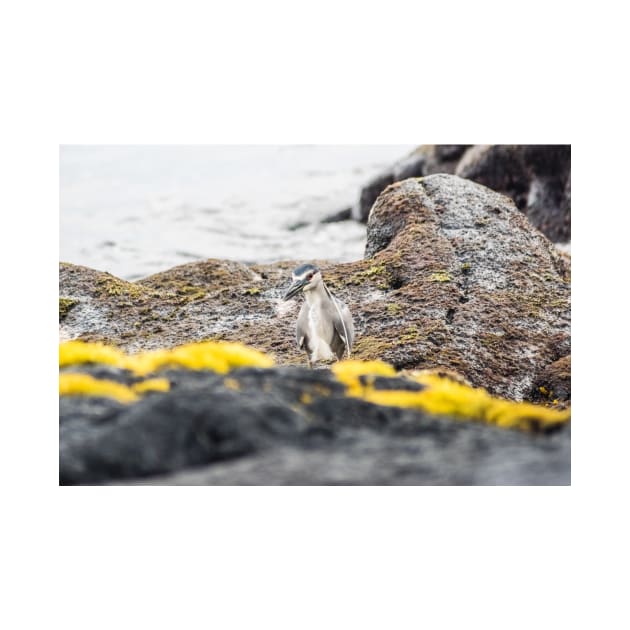 Black-crowned night heron in ocean by KensLensDesigns