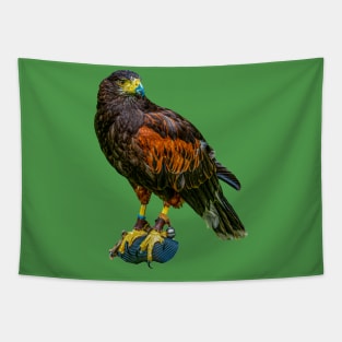 Harris Hawk Tapestry