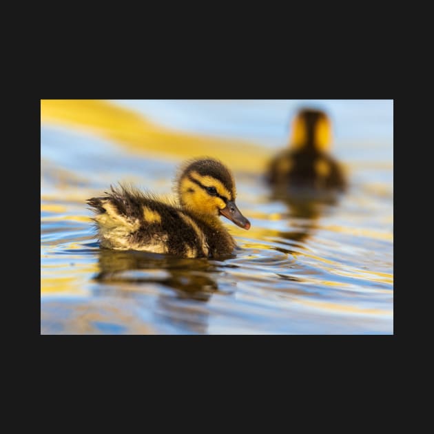 Duckling by gdb2